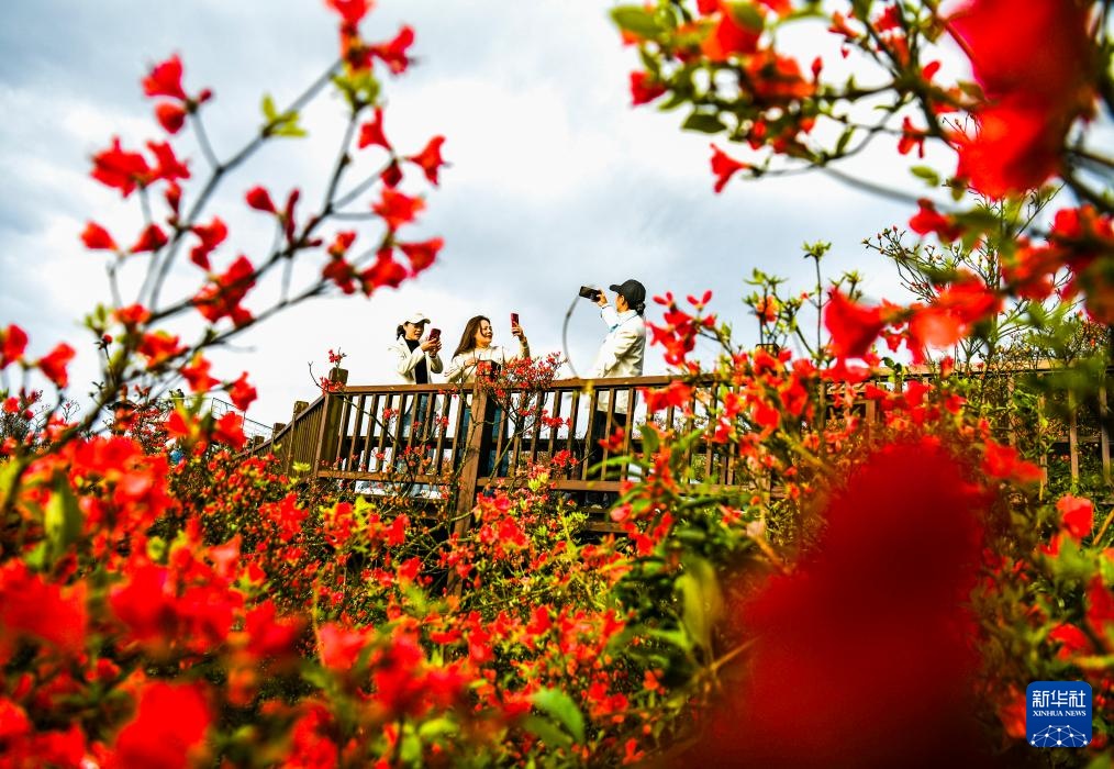 杜鹃花开引客来