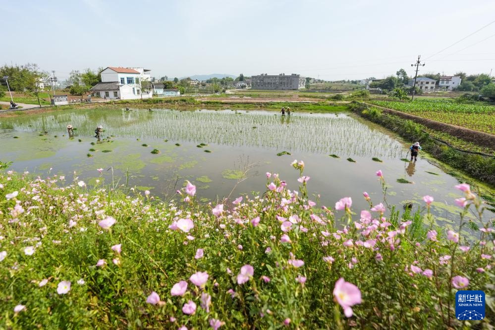 四川富顺：“再生稻之乡”育秧栽插正当时