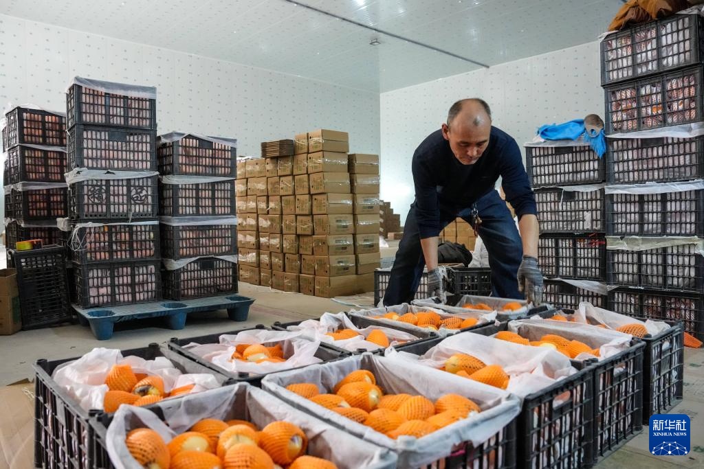 甘肃民勤：“沙乡”果业兴