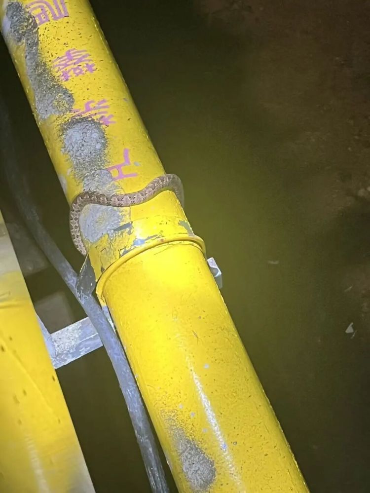 杭州女子开门吓傻眼：盘踞着2条大蛇！消防一看有3条，条条都有1米长，足足5.5斤