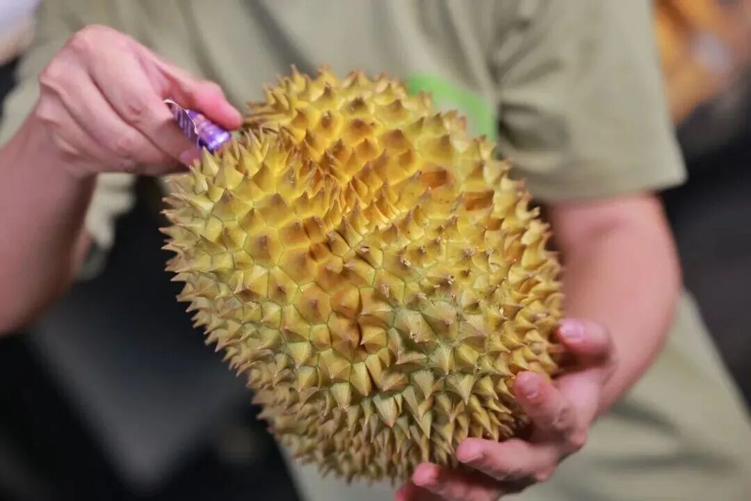 1248吨泰国榴莲，到广州了！