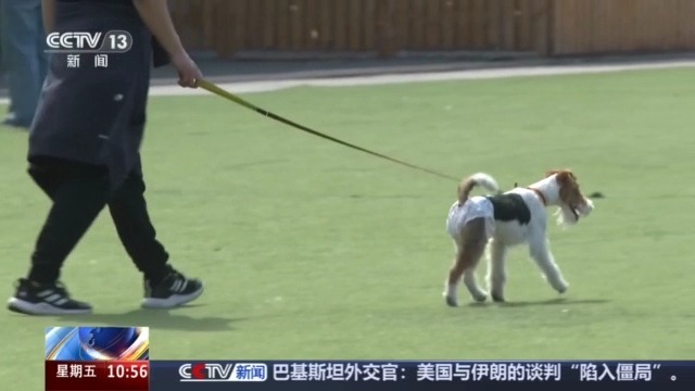 宠物消费市场规模突破3100亿元 线上线下齐增长