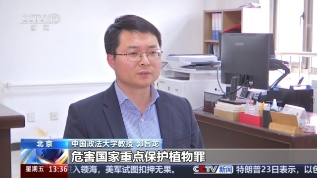 见到它别乱挖！两株以上即构成犯罪