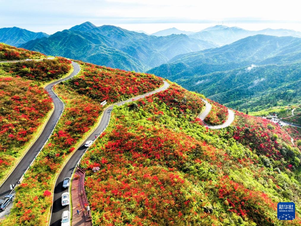 杜鹃花开引客来