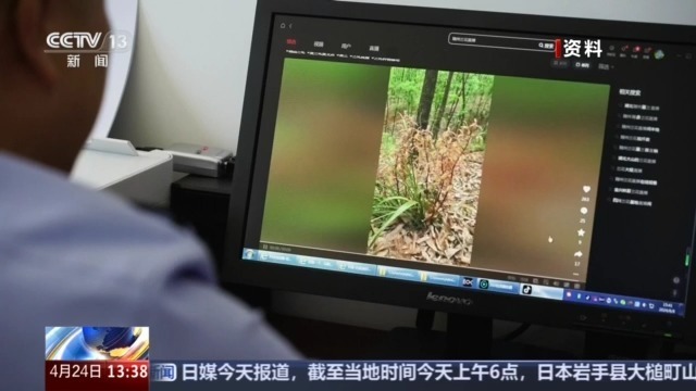 见到它别乱挖！两株以上即构成犯罪