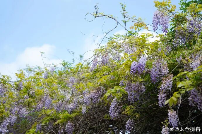 大雾警报！今夜到明晨，江苏中东部部分地区有雾或浓雾！