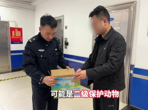 会悬停的“白衣剑客”！警民携手救助国家二级保护动物黑翅鸢