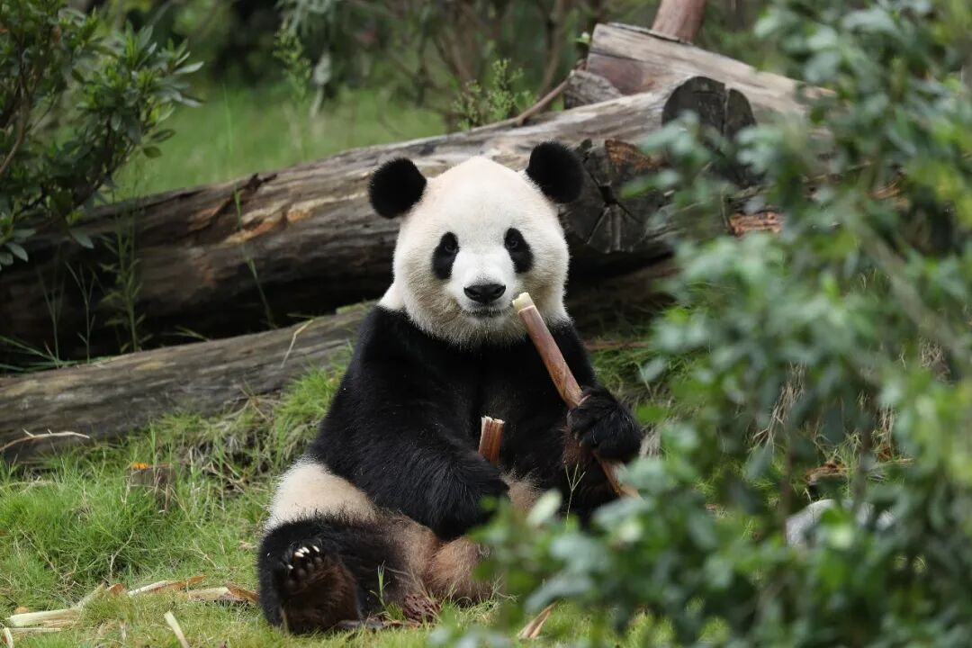 大熊猫“平平”和“福双”，将赴美