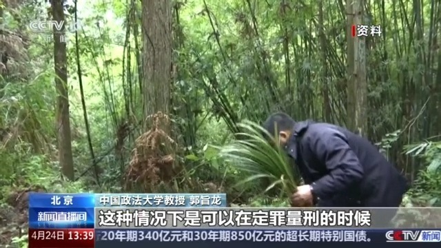 见到它别乱挖！两株以上即构成犯罪