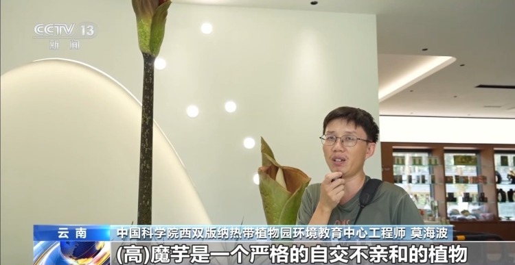 花序高2.5米！我国首次记录高魔芋开花 下次至少等5年