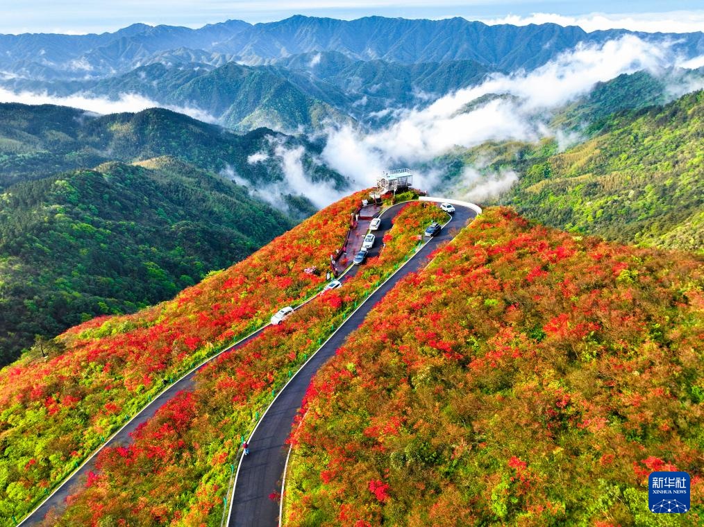 杜鹃花开引客来