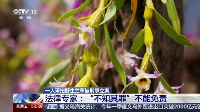 见到它别乱挖！两株以上即构成犯罪