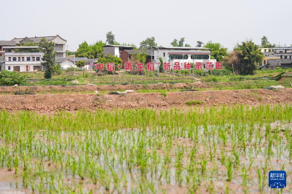 四川富顺：“再生稻之乡”育秧栽插正当时