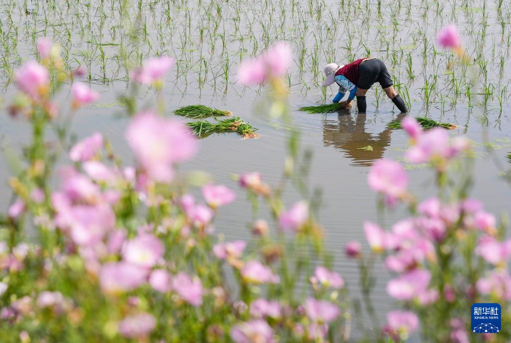 四川富顺：“再生稻之乡”育秧栽插正当时