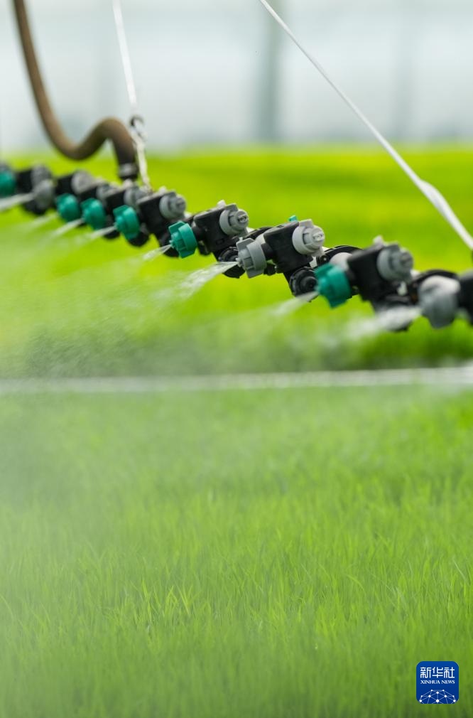 四川富顺：“再生稻之乡”育秧栽插正当时