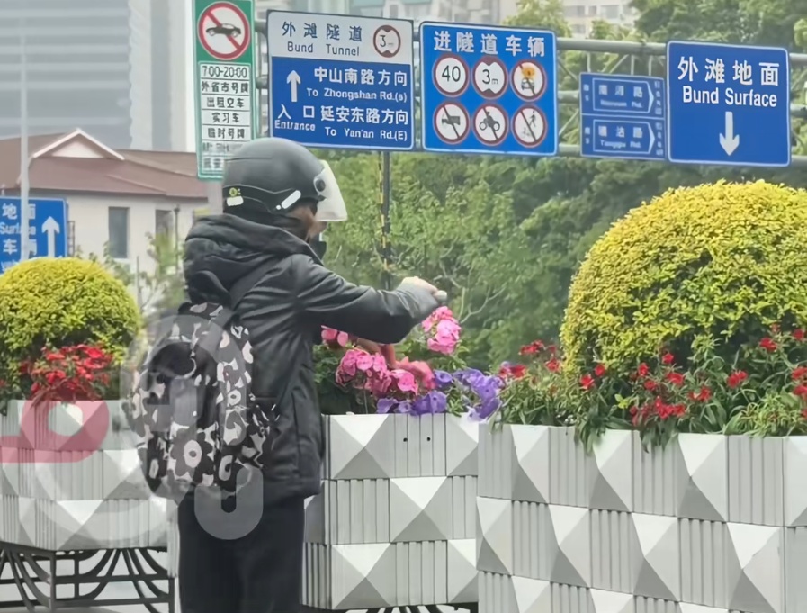 上海街头惊现“采花大盗”！直接拿剪刀采摘，网友：罚！罚！罚！