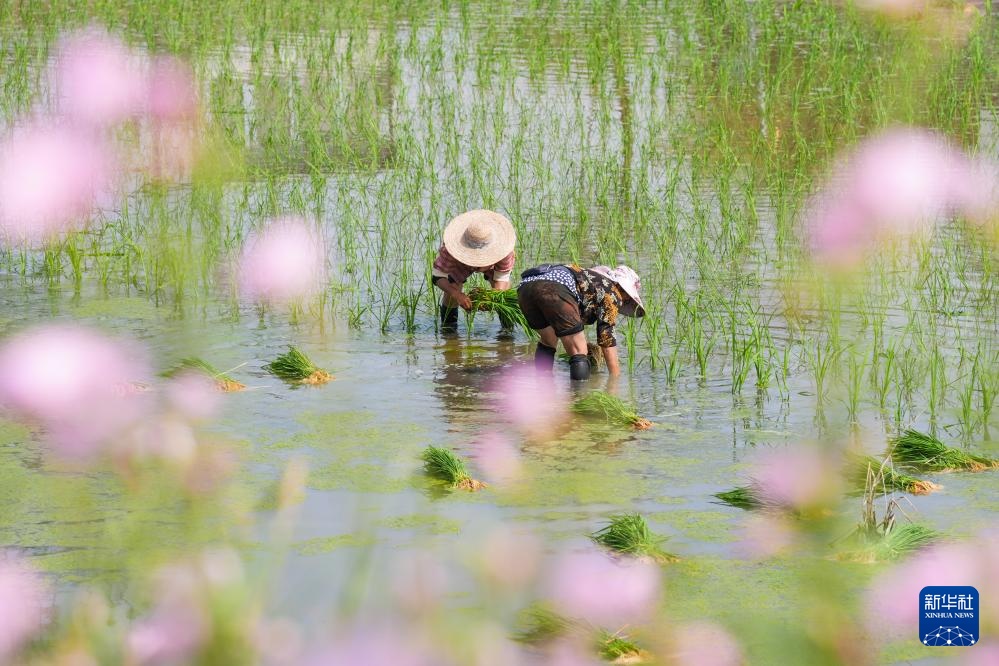 四川富顺：“再生稻之乡”育秧栽插正当时