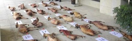 重庆奉节警方捣毁一非法捕猎野生动物团伙 查获野生麂子死体27只