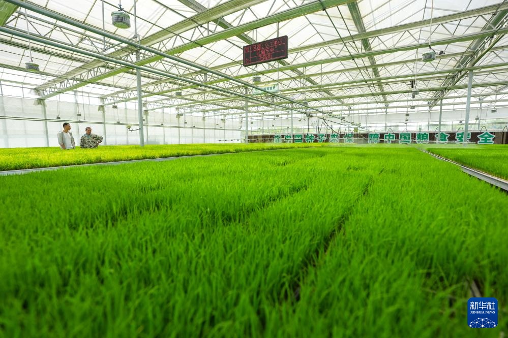 四川富顺：“再生稻之乡”育秧栽插正当时