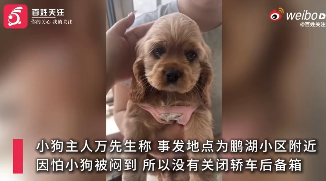 女子买海鲜逃单还顺走宠物狗！主人报警对方拒接电话：狗价值1.28万，绝不私了