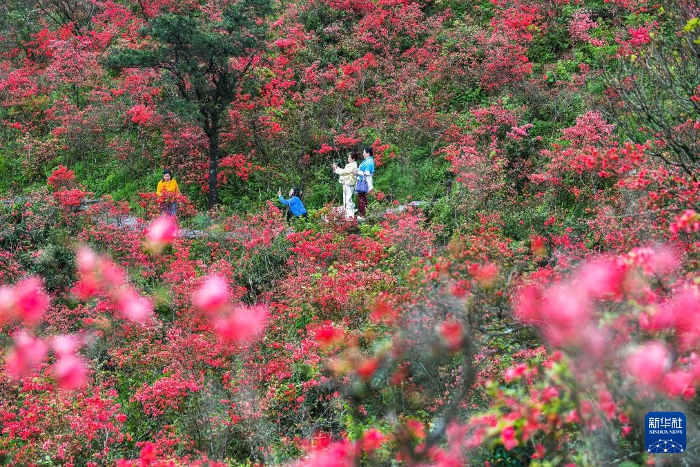 杜鹃花开引客来