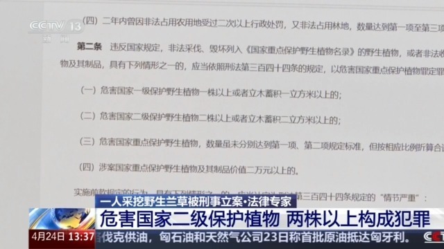 见到它别乱挖！两株以上即构成犯罪