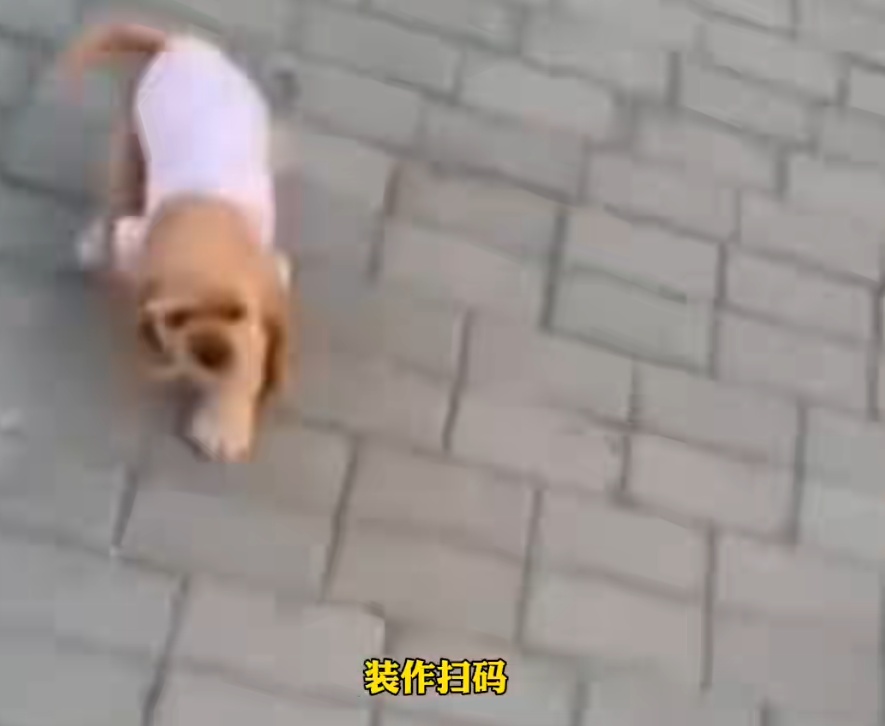 女子买海鲜逃单还顺走宠物狗！主人报警对方拒接电话：狗价值1.28万，绝不私了