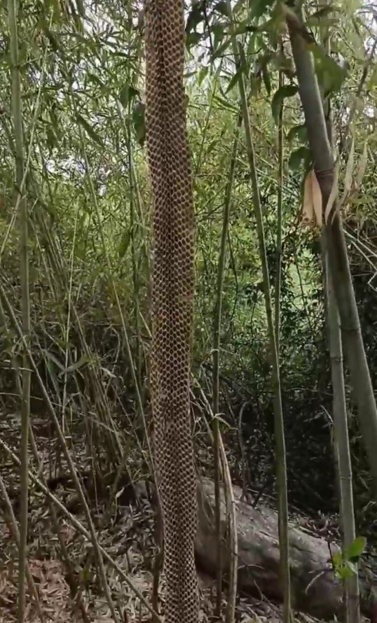 村民发现3米眼镜王蛇完整蜕皮，目击者称蛇长约三米，重近七斤