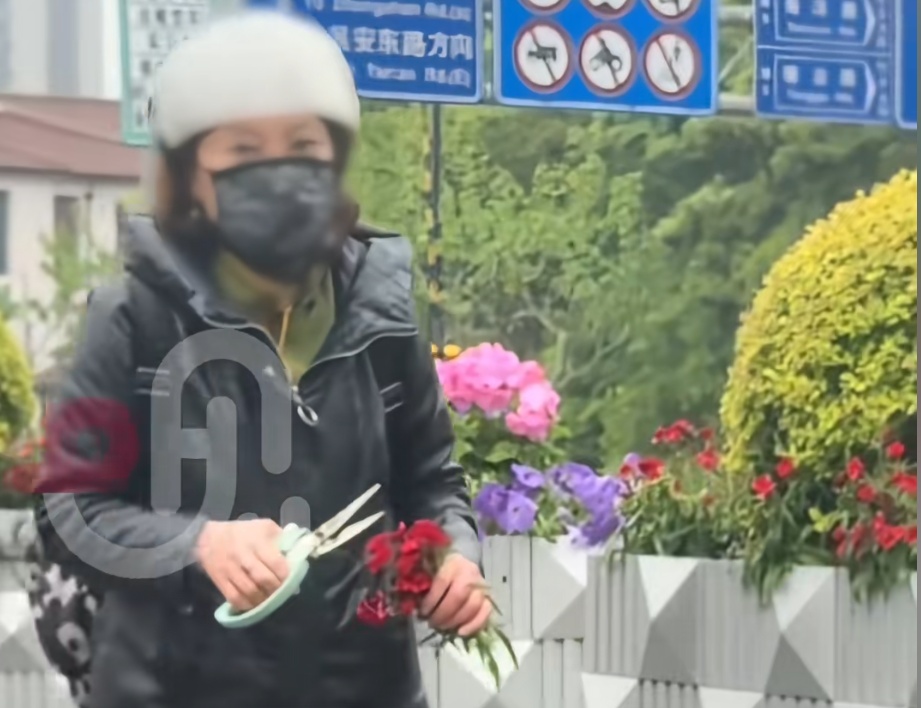 上海街头惊现“采花大盗”！直接拿剪刀采摘，网友：罚！罚！罚！