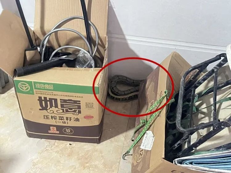 杭州女子开门吓傻眼：盘踞着2条大蛇！消防一看有3条，条条都有1米长，足足5.5斤