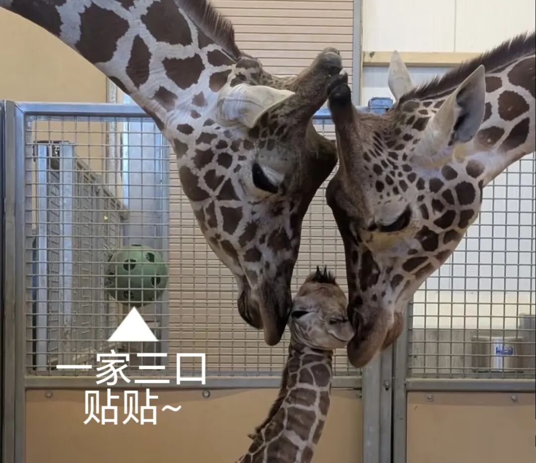 “九山”！上海动物园网红长颈鹿宝宝的名字定了！为啥叫这名字？一看就明白→
