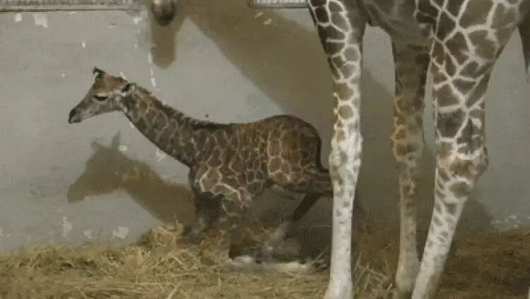 “九山”！上海动物园网红长颈鹿宝宝的名字定了！为啥叫这名字？一看就明白→