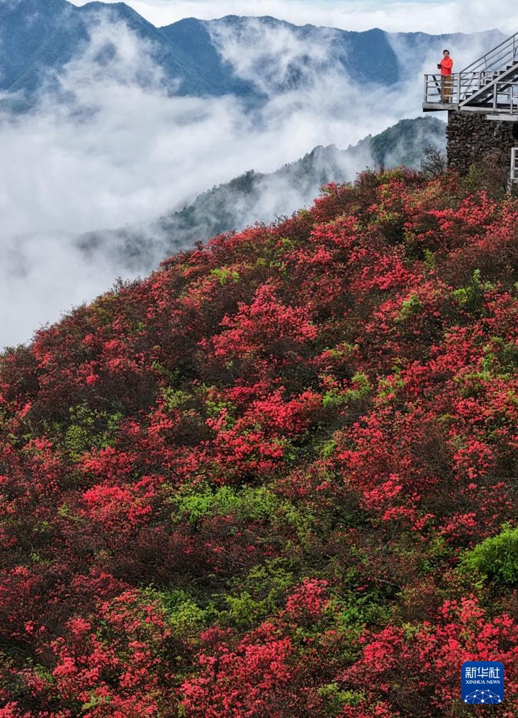 杜鹃花开引客来