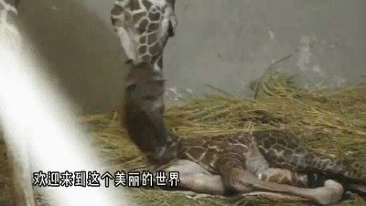 “九山”！上海动物园网红长颈鹿宝宝的名字定了！为啥叫这名字？一看就明白→