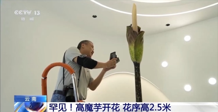 花序高2.5米！我国首次记录高魔芋开花 下次至少等5年