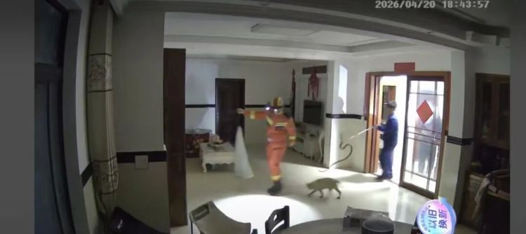 杭州女子开门吓傻眼：盘踞着2条大蛇！消防一看有3条，条条都有1米长，足足5.5斤