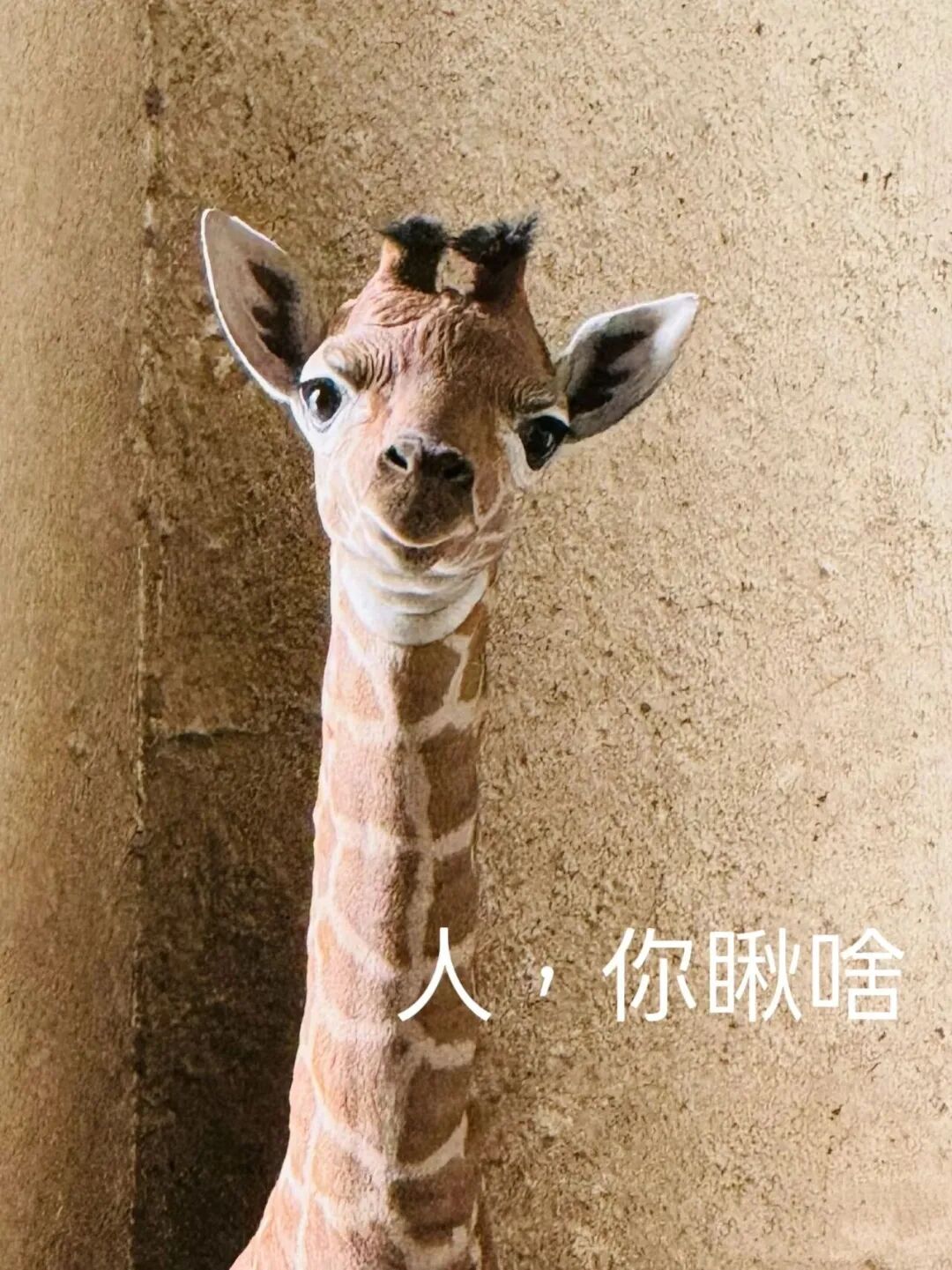 “九山”！上海动物园网红长颈鹿宝宝的名字定了！为啥叫这名字？一看就明白→