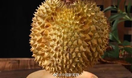 榴莲为什么进化的又臭又难剥？