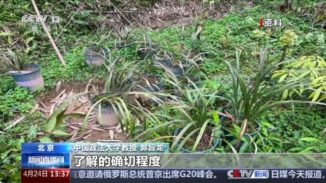 见到它别乱挖！两株以上即构成犯罪