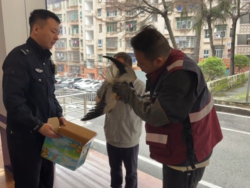 会悬停的“白衣剑客”！警民携手救助国家二级保护动物黑翅鸢