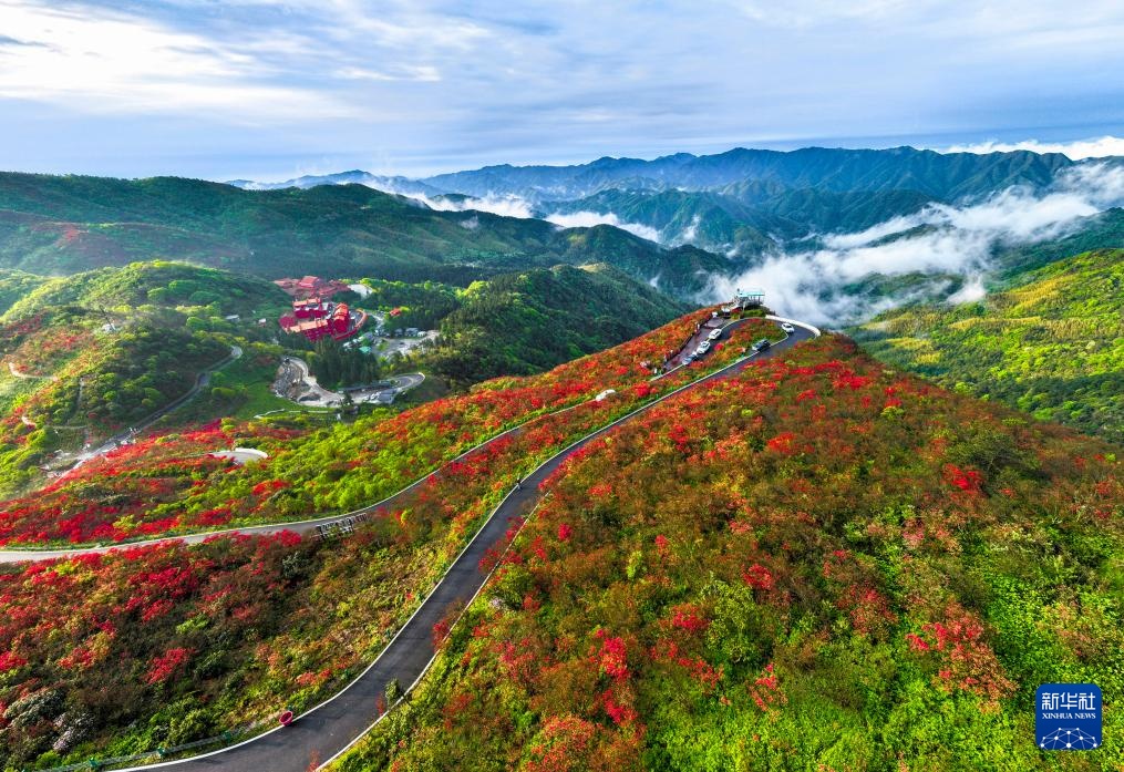 杜鹃花开引客来