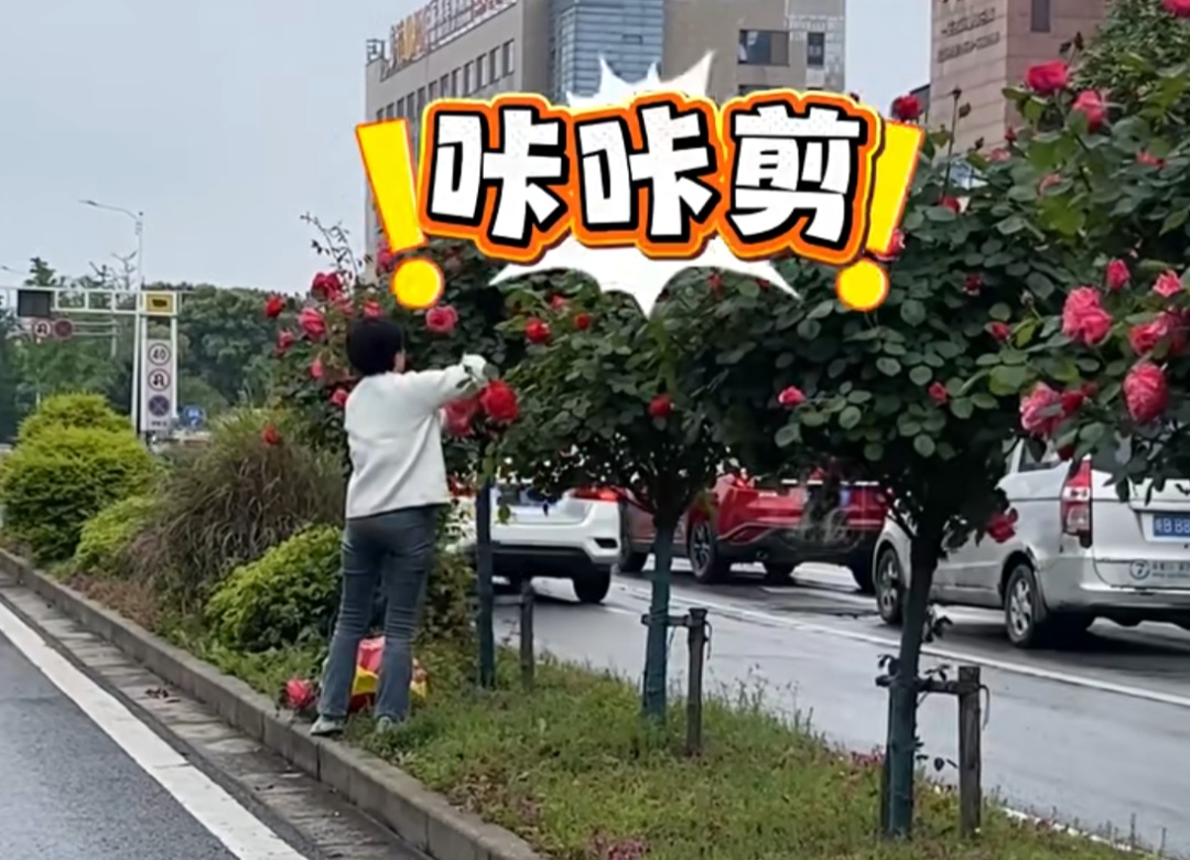 上海街头惊现“采花大盗”！直接拿剪刀采摘，网友：太危险了！