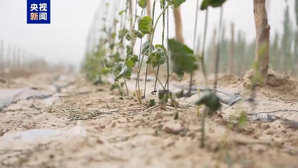 固沙又致富 “金果果”在新疆沙漠边实现规模化种植