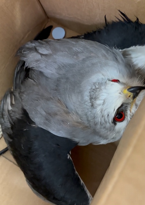 会悬停的“白衣剑客”！警民携手救助国家二级保护动物黑翅鸢