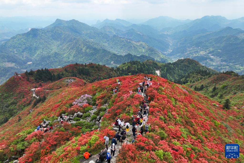 杜鹃花开引客来