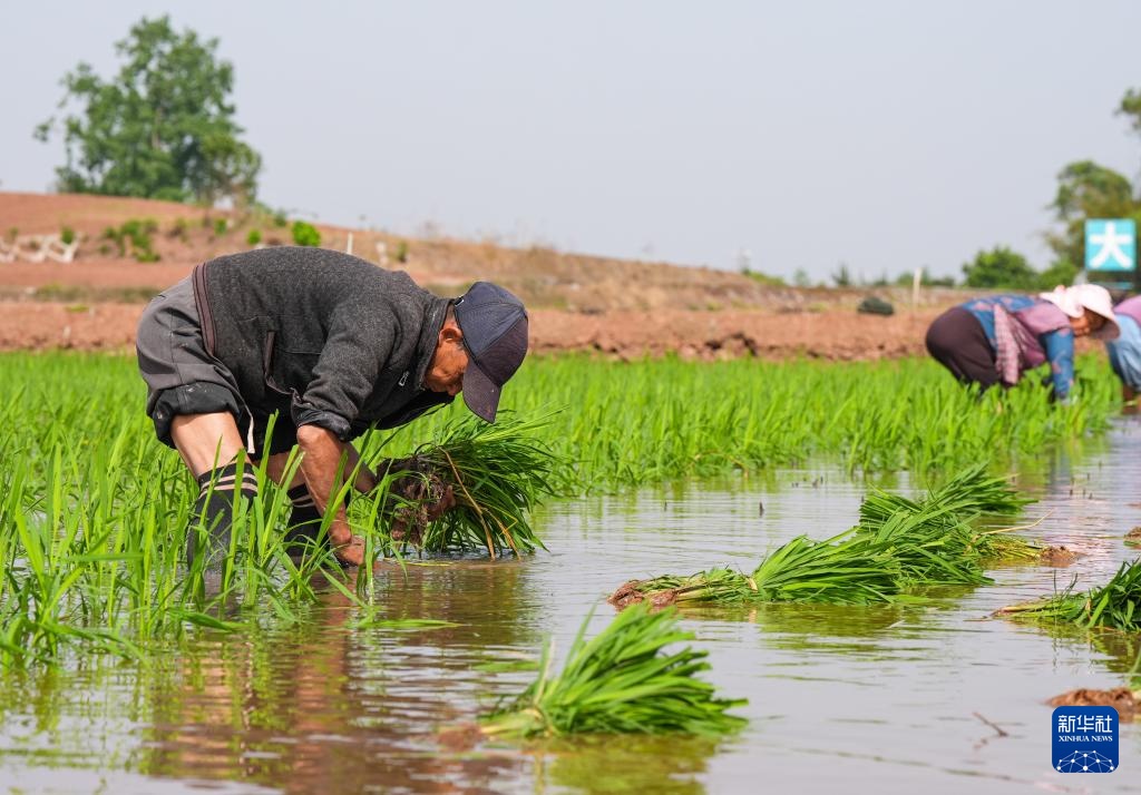 四川富顺：“再生稻之乡”育秧栽插正当时