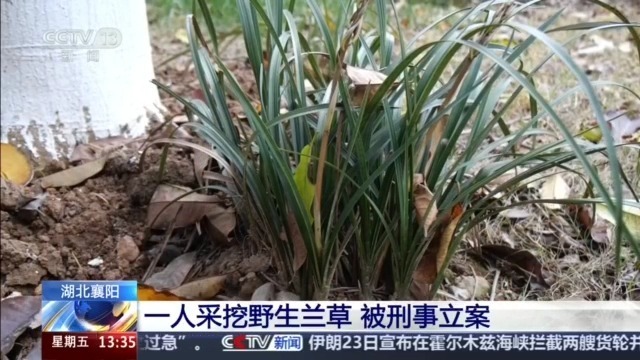 见到它别乱挖！两株以上即构成犯罪