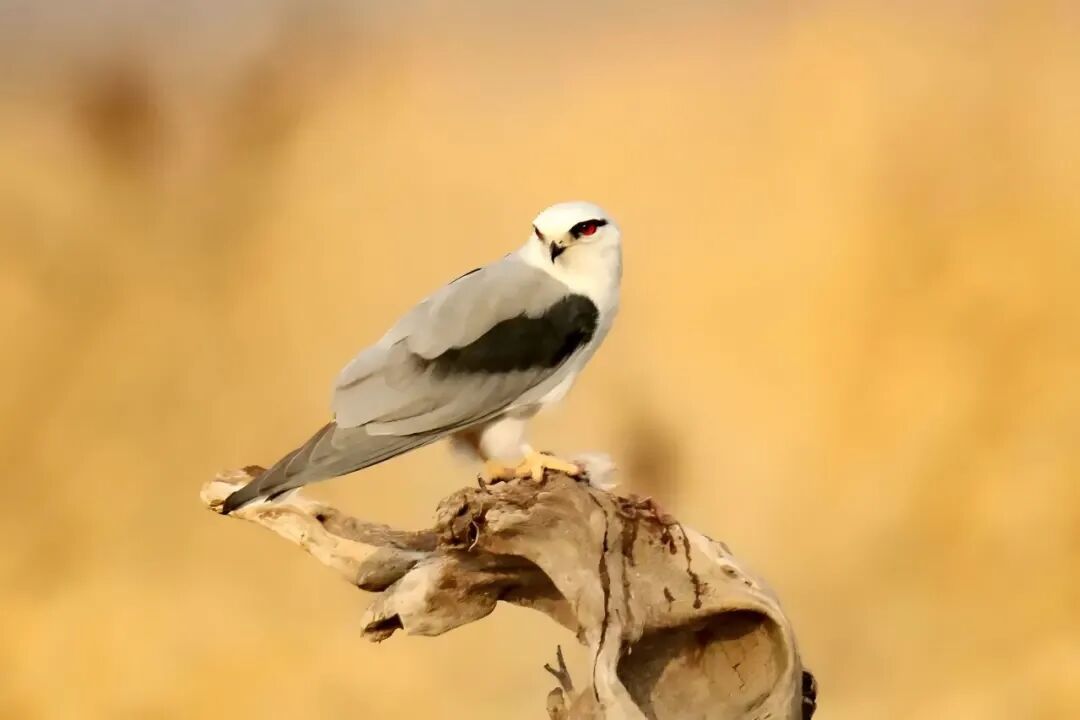 会悬停的“白衣剑客”！警民携手救助国家二级保护动物黑翅鸢