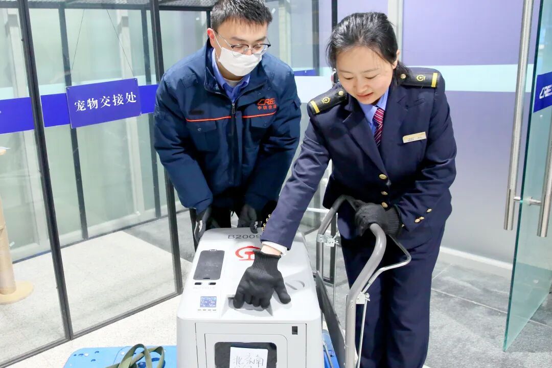 车厢里来了小猫咪！它们怎样“坐”高铁？