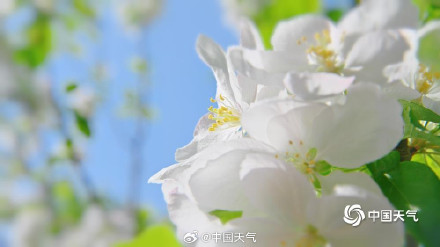 北京延庆海棠繁花满枝